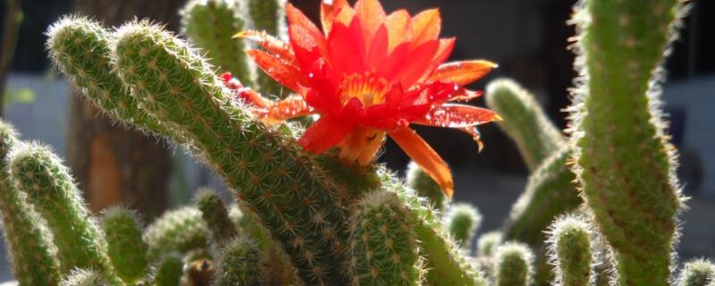 仙人棒怎么扦插（仙人球棒怎么扦插繁殖）