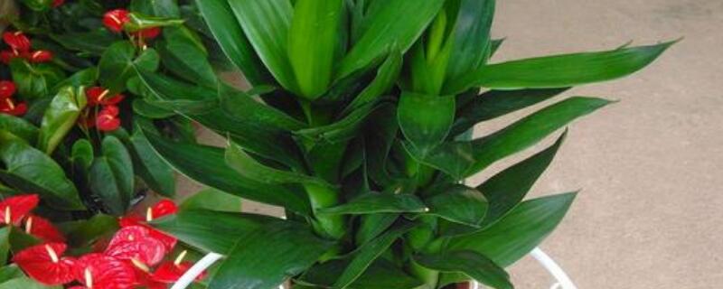 水养莲花竹叶子发黄（水养莲花竹叶子发黄后怎样补救）