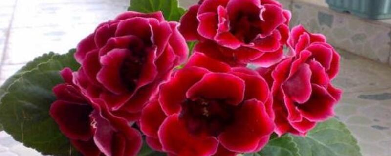 大岩桐叶子用水泡出根 大岩桐叶子用水泡出根视频