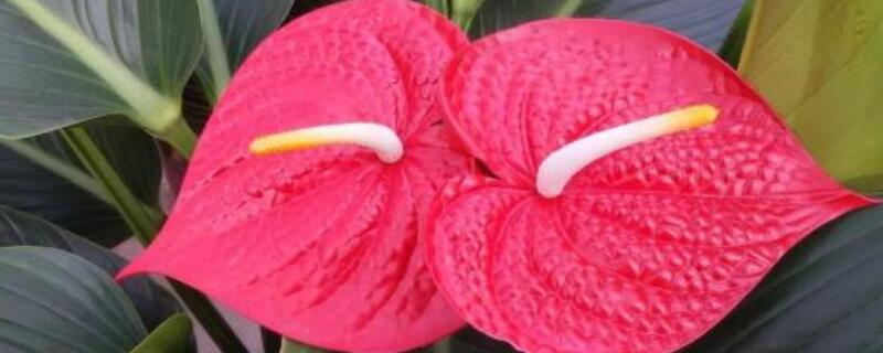 鹅掌花怎么插枝繁殖（鹅掌花扦插）