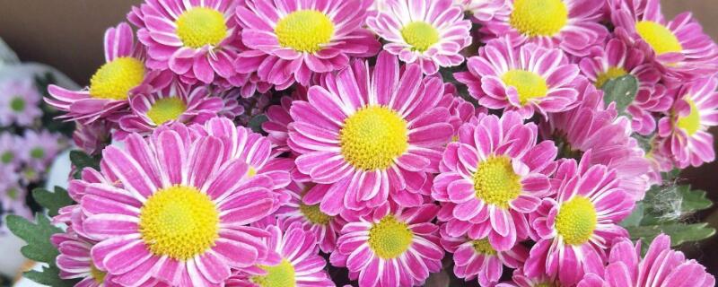 美人菊怎么养殖 美人菊的种植方法