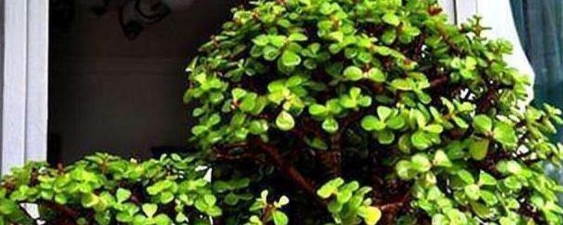 金枝玉叶怎么养掉叶子（我家养的金枝玉叶怎么掉叶子）