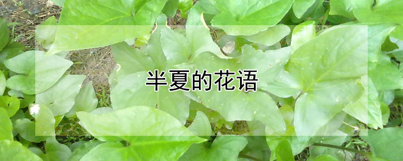 半夏的花语（半夏花语是啥意思）