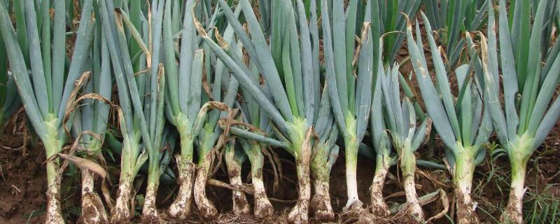 葱种植技术和种植时间 葱种植技术和种植时间视频寒葱种植的视频