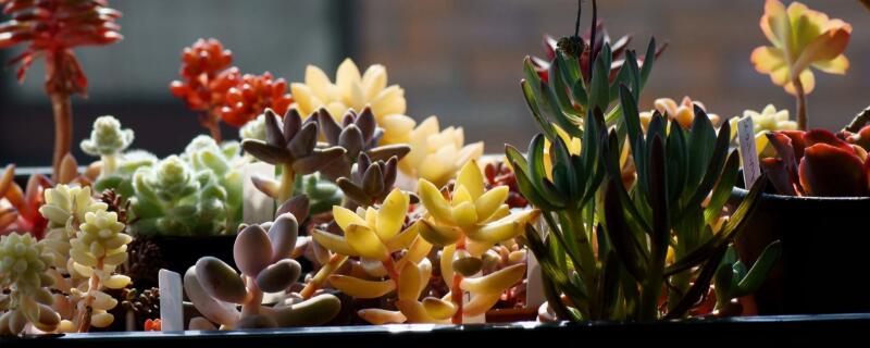 春天多肉植物怎么养（春天来了多肉植物怎么养）