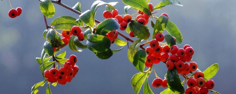 吉祥果的养殖方法和注意事项（吉祥果的养殖方法和注意事项是否耐寒）