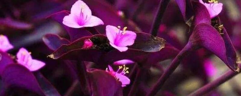 紫鸭跖草怎么修剪（紫叶鸭跖草怎么养）