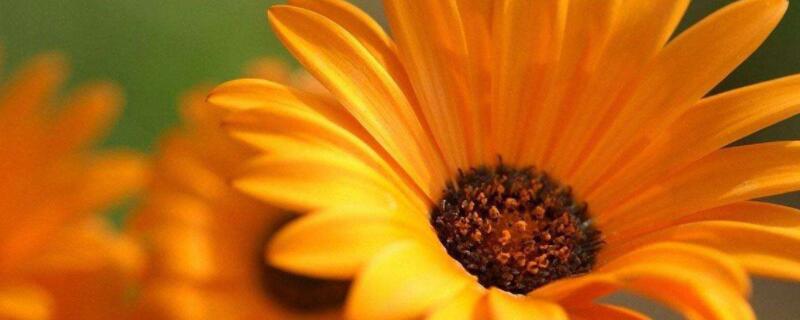 非洲菊开花后怎么修剪 非洲菊需要修剪吗