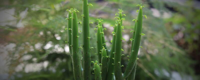 光棍树怎么养殖方法 盆栽光棍树怎么养殖方法