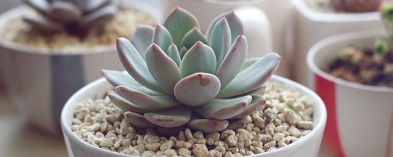 多肉雪莲怎么养(多肉雪莲怎么养成老桩)