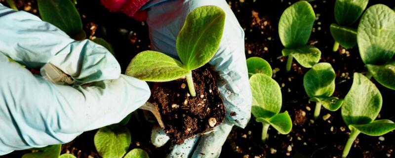 水培蔬菜育苗技术(水培蔬菜苗种)