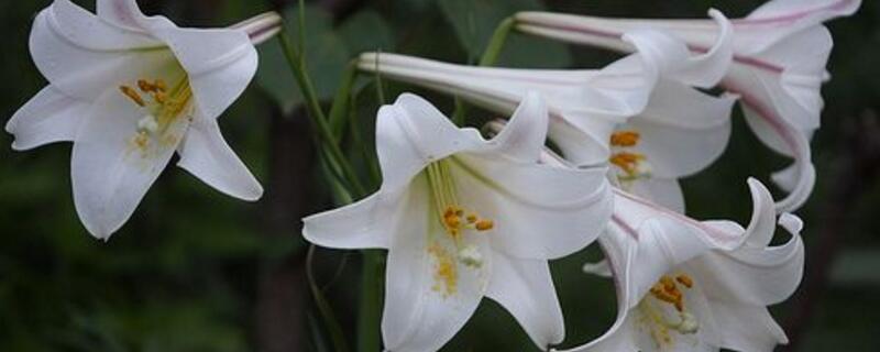 香水百合怎么养 香水百合怎么养才矮壮