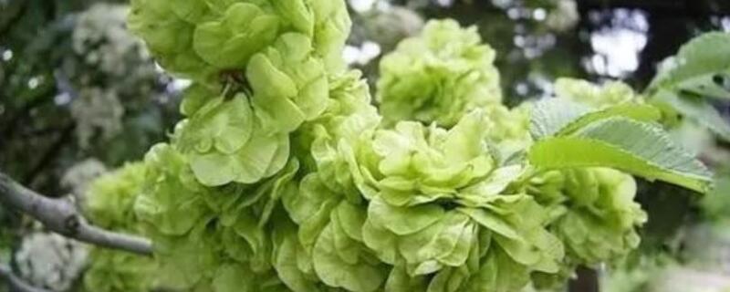 榆钱树怎么吃（榆钱树怎么吃?）