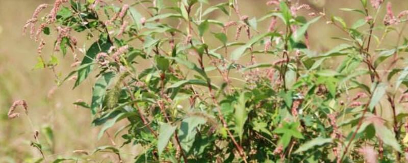 辣辣草用途 辣瘳草的功效与作用