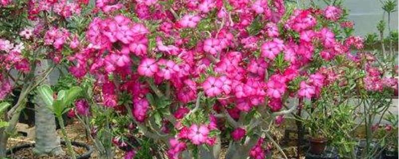 沙漠玫瑰黄叶是什么原因(沙漠玫瑰黄叶是什么原因掉叶)