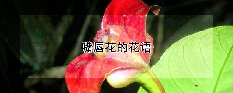 嘴唇花的花语（红唇花的花语）