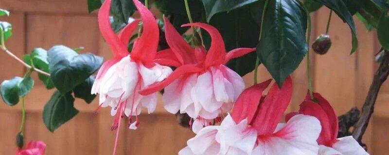 吊钟海棠的种植方法 吊钟海棠的养殖方法