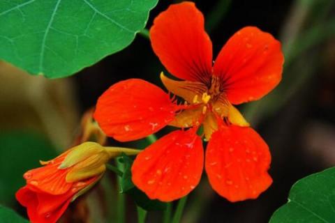 旱金莲叶子发黄干枯