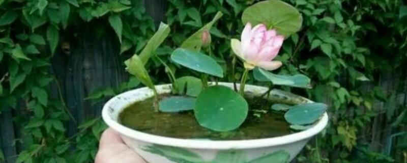 碗莲要怎么样水培（水培碗莲的种植方法水培）