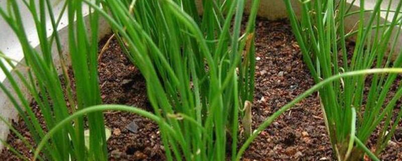 四季香葱催芽方法（四季香葱催芽方法技术）