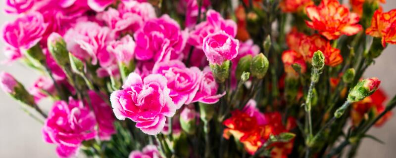 鲜切花花心为啥容易烂 鲜切花花心烂掉原因