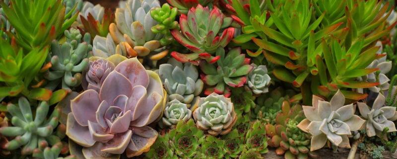 多肉晾根10天会死吗（多肉晾根最多能晾几天）