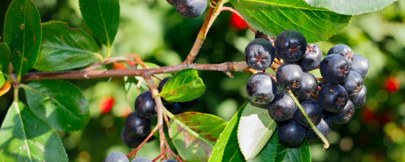 兰梅树几年结果（梅树几年能结果）