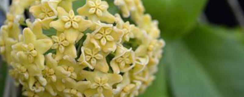 球兰夏天怎么养护 球兰秋冬季怎样养护