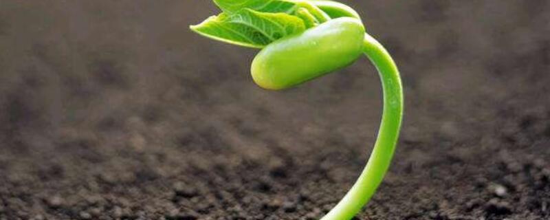 种子发芽长白色霉 种子发芽时长了白色菌丝