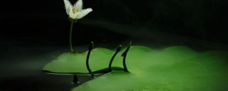 一叶莲长出小叶怎么养（一叶莲能长多少小叶）