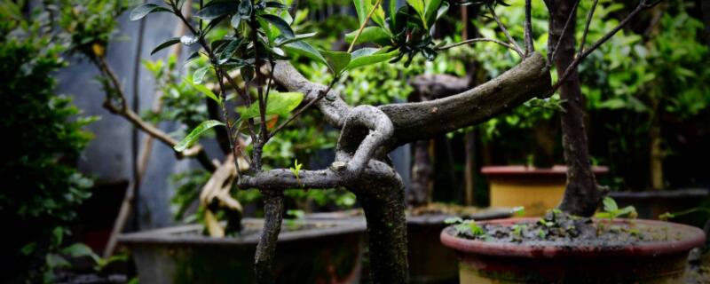 如何让黑骨茶发芽(怎样让黑骨茶重新发芽)