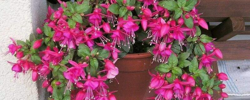 倒挂金钟小苗怎么上盆（倒挂金钟小苗的养殖方法和注意事项）