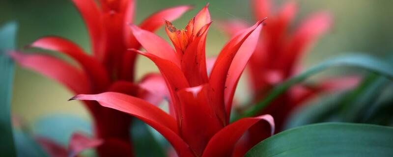 水塔花根部腐烂怎么办 水塔花根断了有救吗?