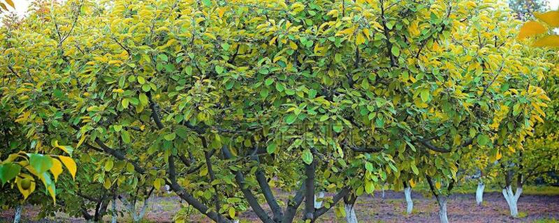 杏树花期能浇水吗 杏树开花期能浇水吗