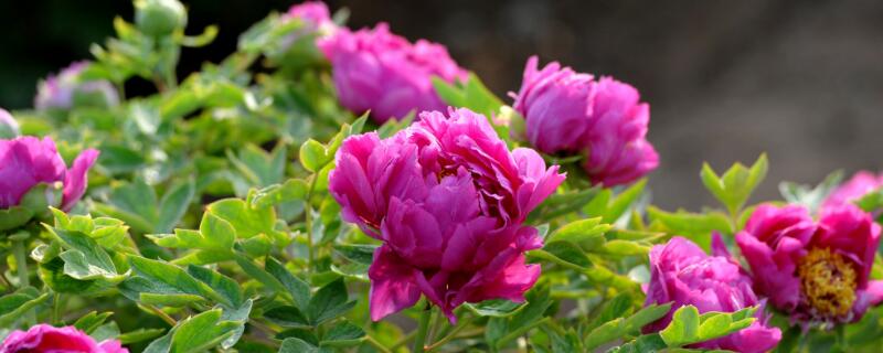 玫瑰花移栽后多久发芽 玫瑰花栽上多久发芽