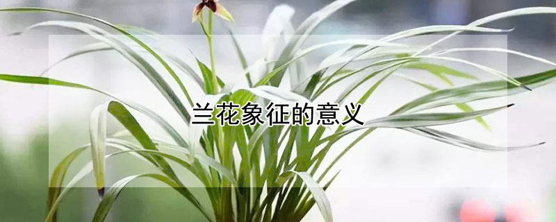 兰花象征的意义（兰花象征的意义是什么）