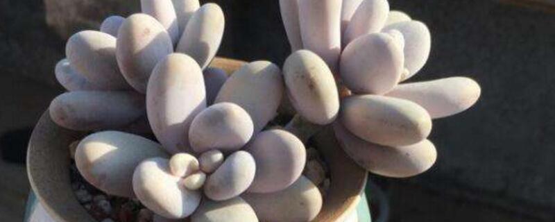 鸡蛋美人多肉怎么养(鸡蛋美人多肉怎么繁殖)