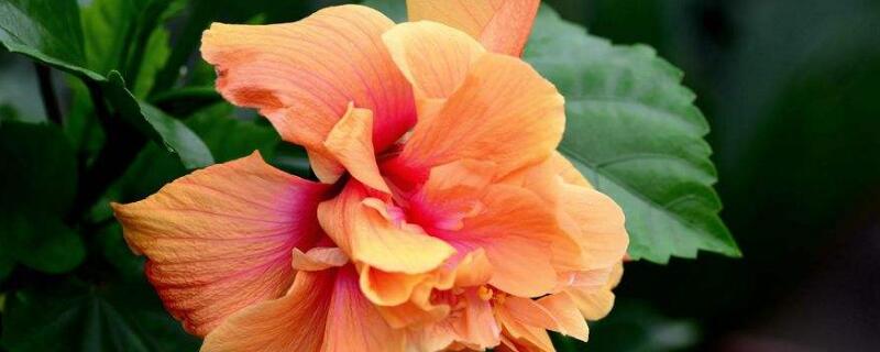 朱瑾牡丹花的修剪方法（牡丹花花后修剪示意图）