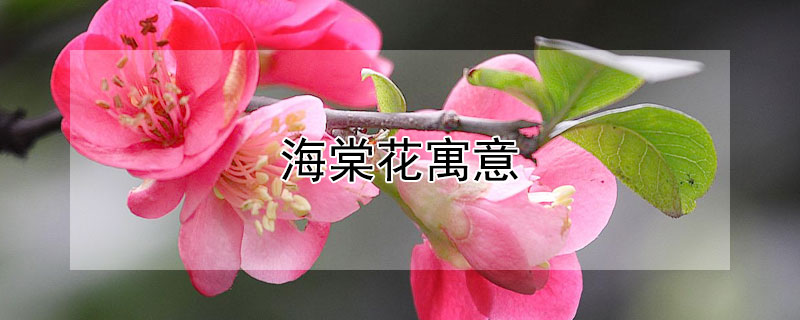 海棠花寓意(古代海棠花寓意)