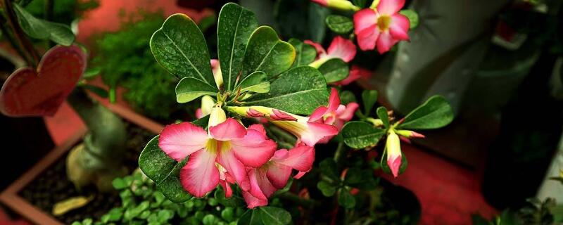 沙漠玫瑰提根方法（沙漠玫瑰提根好还是不提根好）