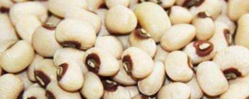 眉豆几月份种（眉豆几月份种合适）