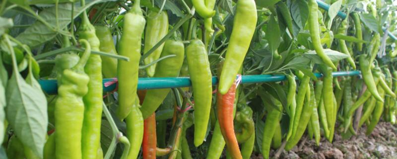 坐果灵在什么时候喷洒 坐果灵的使用方法