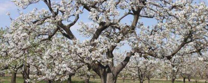 南长滩梨树几月开花 南长滩梨花什么时候开