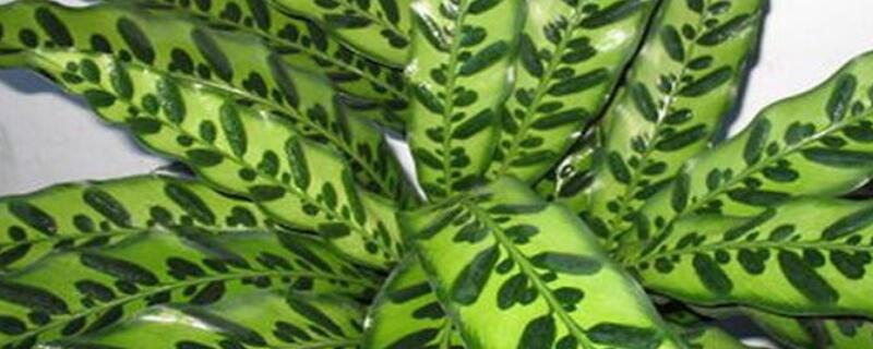 猫眼竹芋不长新芽原因（猫眼竹芋新叶枯萎）