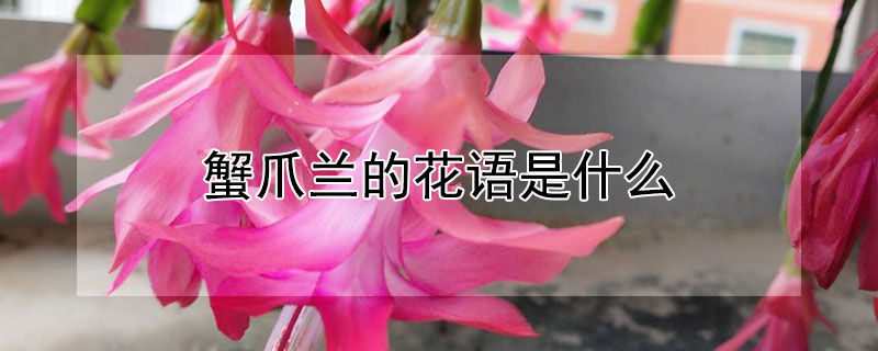 蟹爪兰的花语是什么 蟹爪兰花几种颜色和花语