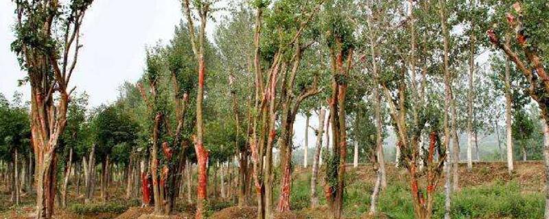 木瓜树怎么养容易结果（盆栽木瓜树怎么养）