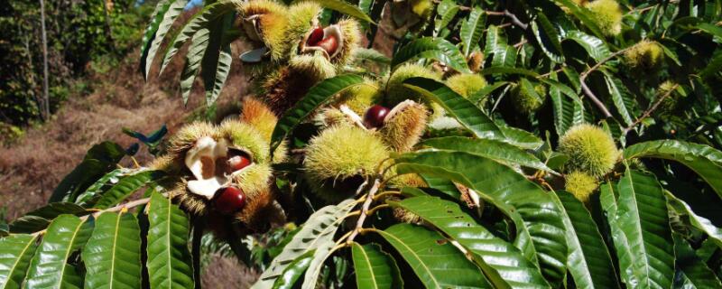 树上为什么会结果子 树上为什么会结果子?