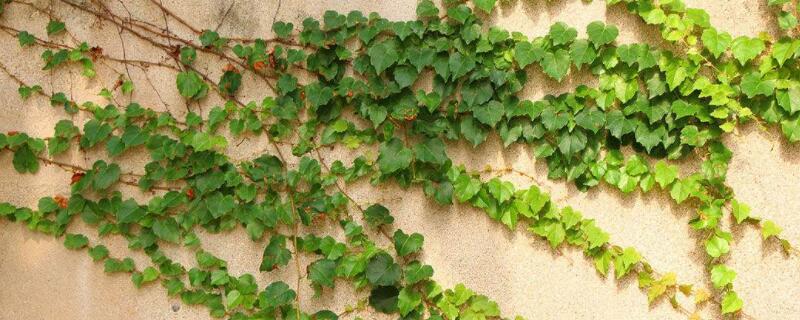 常春藤干枯了还会活吗（常春藤枯萎了还能活吗）