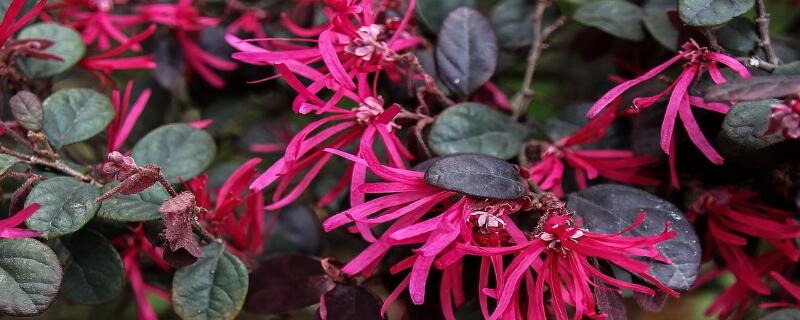 红花继木怎么养殖 红花继木的种植与养护