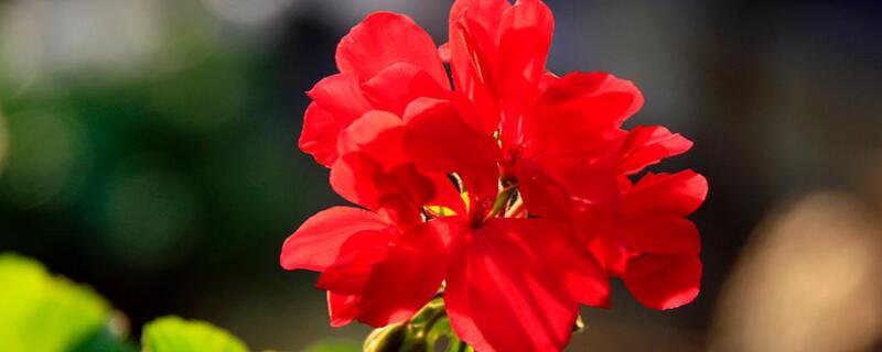 石腊红水培（水培腊梅怎么养护）